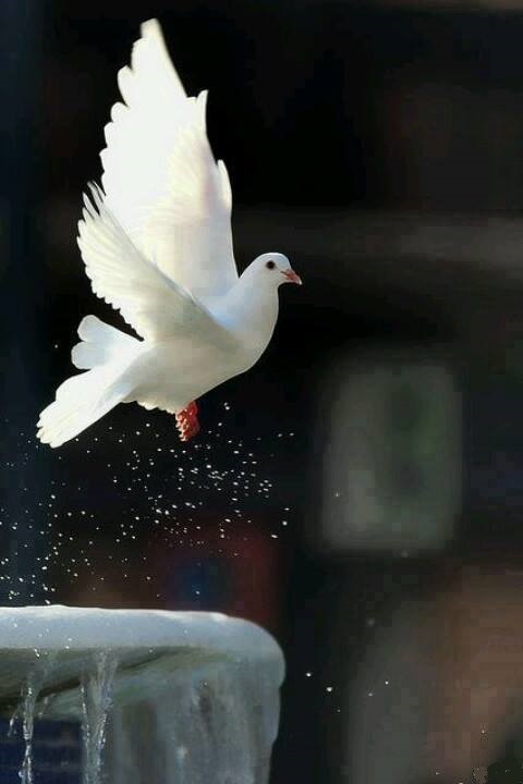 Beyaz gvercin